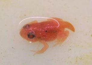 蝌蚪国产,揭开神秘国度的神秘面纱 第2张 蝌蚪国产,揭开神秘国度的神秘面纱 第2张